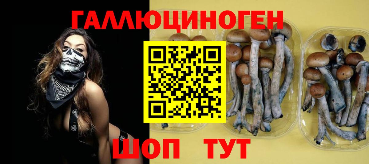 Псилоцибиновые грибы Psilocybe Красноармейск